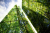 Les Green building... futur de l’immobilier durable dans les métropoles ?